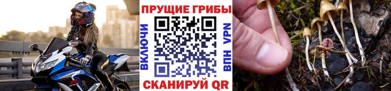 Псилоцибиновые грибы мицелий Псков